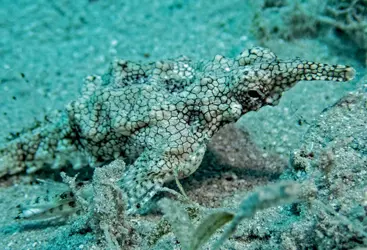 WINGED HORSEFISH